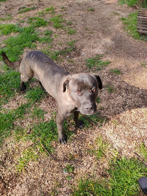 Reina - Quasi 2 Anni (nata indicativamente il 6 Ottobre 2023)  - Mix Cane Corso  - Taglia: Media   Foto 9